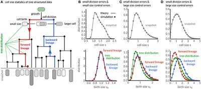 Analysis of Cell Size Homeostasis at the Single-Cell and Population Level